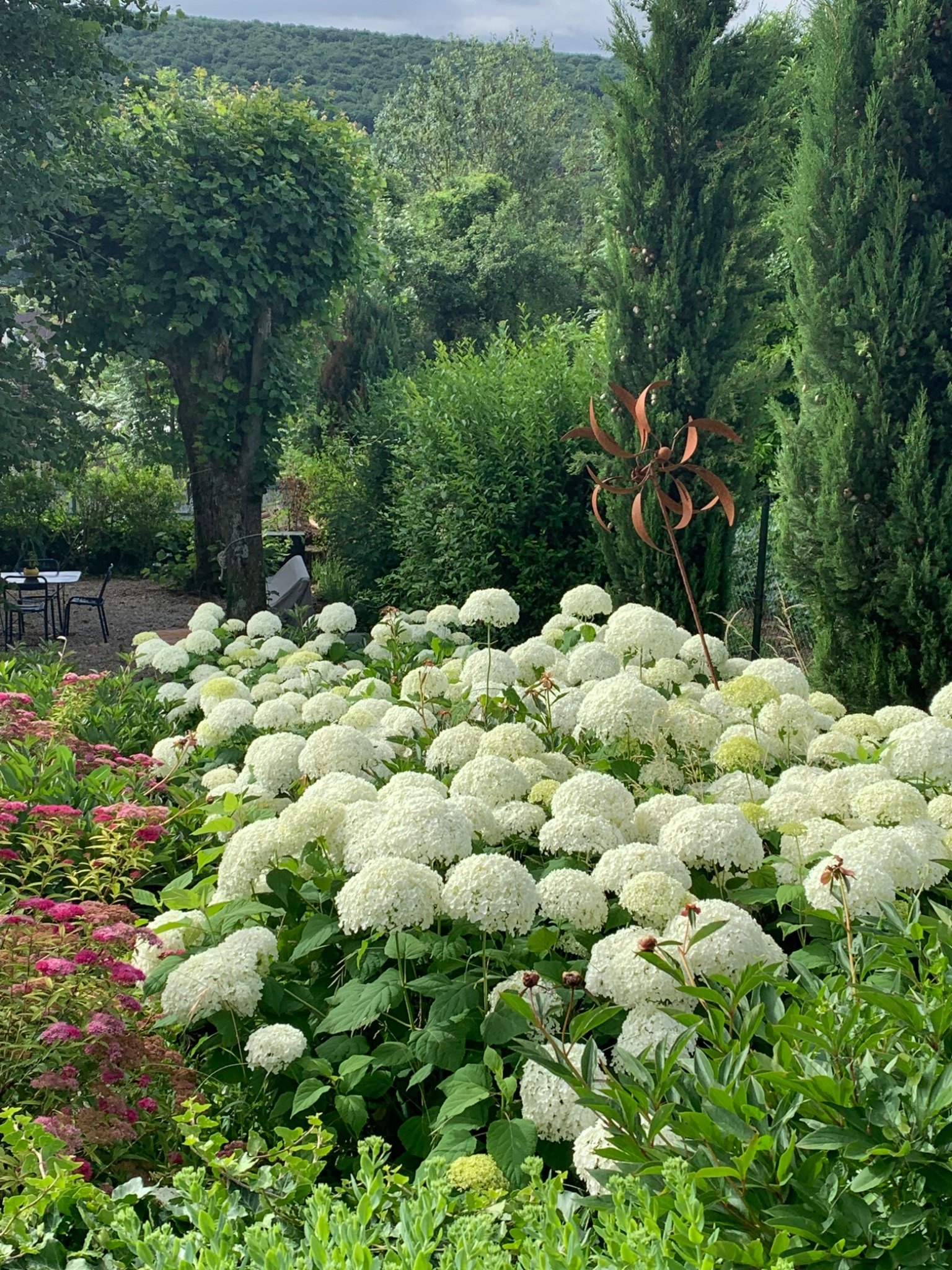 Hydrangeas in the garden